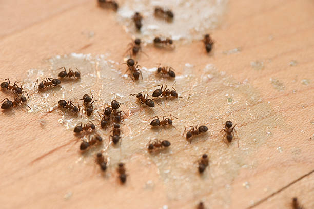 Best Pest Inspection Near Me  in Altoona, IA